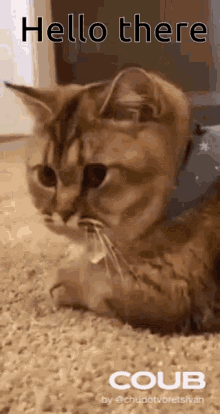 Hello There Cat GIF - Hello There Cat Cute GIFs