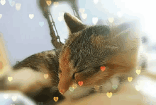 Sweet Dreams Cat GIF - Sweet Dreams Cat Cute GIFs