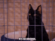 Obviously Cat GIF - Obviously Obvious Cat GIFs
