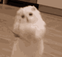 GIF