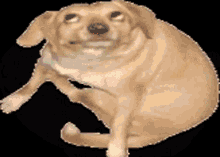 Dog Meme GIF