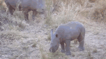 baby rhino charge funny cute