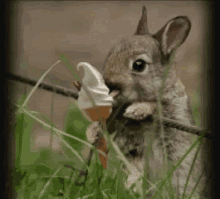 Bunny Bunny Lick GIF - Bunny Bunny Lick Lick GIFs