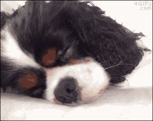 King Charles Cavali Cute GIF - King Charles Cavali Cute Dog GIFs