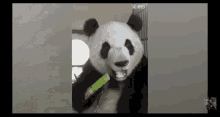 Panda Bamboo GIF - Panda Bamboo Eating GIFs