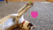 Stunned The Pet Collective GIF - Stunned The Pet Collective Smile GIFs