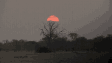 Sunset Africa GIF - Sunset Africa GIFs