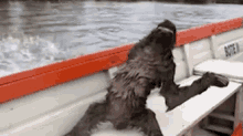 Alien Or Sloth GIF - Animals Sloth Boat GIFs