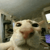 a close up of a cat 's face in a living room with a tv in the background .