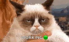 a woman is holding a grumpy cat in her arms and the cat is looking at the camera with a green button that says working
