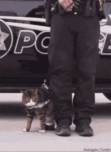 Cat Police GIF