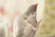 Java Sparrow Finch GIF