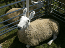 Leicester Sheep GIF - Leicester Sheep GIFs