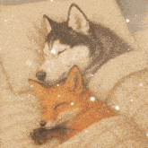 a fox and a husky sleeping on a bed