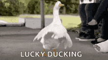 Dancing Duck GIF - Dancing Duck Lucky Ducking GIFs