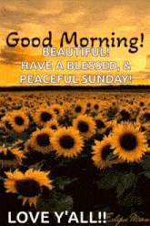 Good Morning Sunflowers GIF