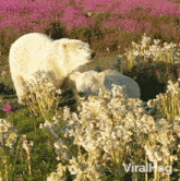 Looking Away Polar Bears GIF - Looking Away Polar Bears Viralhog GIFs