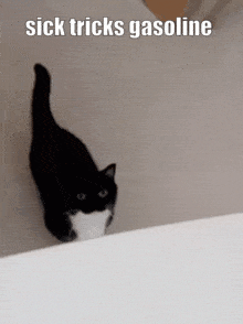 a black and white cat is walking on a bed with the words sick tricks gasoline below it
