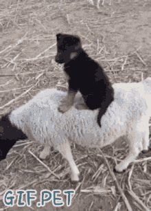 Pet Dog GIF - Pet Dog Sheep GIFs