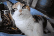 Cat Camera GIF - Cat Camera Slap GIFs