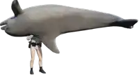a man in a batman costume holds a large dolphin