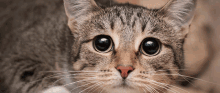 Cat Nuke Stare GIF - Cat Nuke Stare Explode GIFs