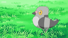 pokemon bird