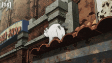 a cat is standing on a roof next to a sign that says ' old shop '