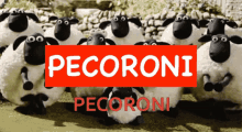 pecoroni clapping sheeps