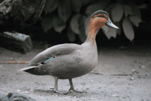 Duck Ducks GIF - Duck Ducks Call GIFs