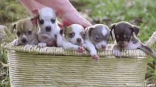 Puppies In A Basket GIF - Puppies Dogs Basket GIFs