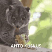 Animal Kuskus GIF