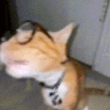 a close up of a cat wearing glasses and a black and white collar