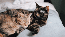 котики лежат GIF - котики лежат GIFs
