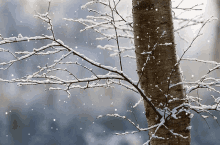 Snow Tree GIF