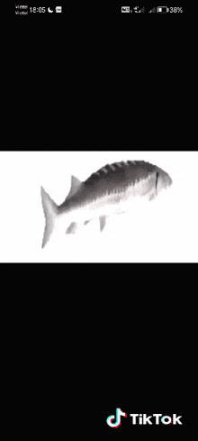 a fish is displayed on a phone screen with tiktok written on the bottom right corner
