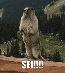 a ground squirrel standing on its hind legs with the word sei written below it