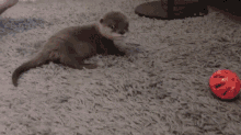 Otter Roll Otter GIF