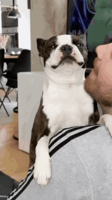 Boston Terrier Dog GIF - Boston Terrier Dog Kiss GIFs