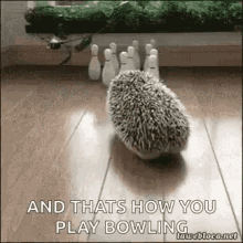 Bowling Hedgehog GIF - Bowling Hedgehog GIFs