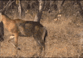 a deer standing in a field of dry grass with trees in the background