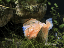 Roythebetta Roythefish GIF