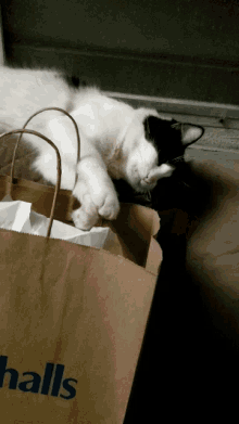 Cat Shopping Bags GIF - Cat Shopping Bags GIFs
