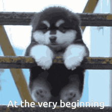 At The Very Beginning Doggy Meme GIF - At The Very Beginning Doggy Meme GIFs