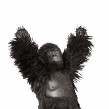 gorilla mutlulukdeninceakla