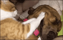 Dog Cat GIF - Dog Cat Massage GIFs