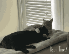 Bath Kitten GIF - Bath Kitten Cat GIFs