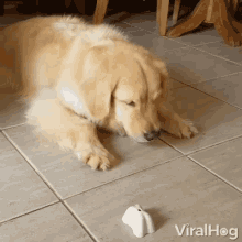 Chewing Eating GIF - Chewing Eating Dog GIFs