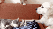 Cat Dog GIF - Cat Dog Chess GIFs