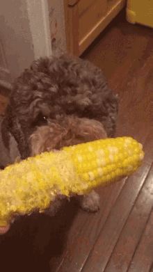 Dogs Corn GIF - Dogs Corn GIFs